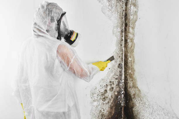 Best Attic Mold Removal  in Logan, IA