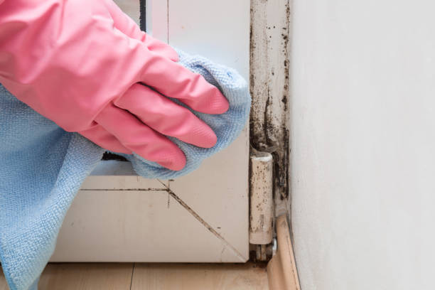 Best Commercial Mold Inspection  in Logan, IA